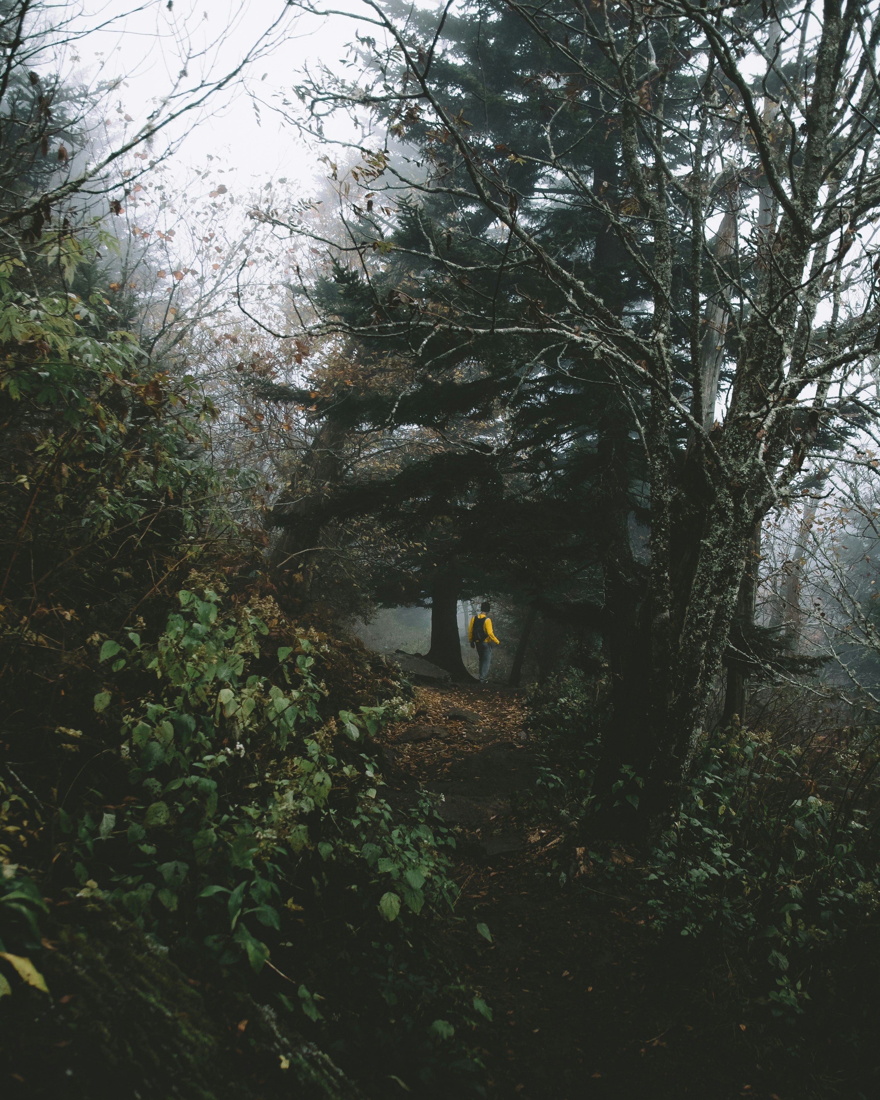 person standing beside tall tree at daytime